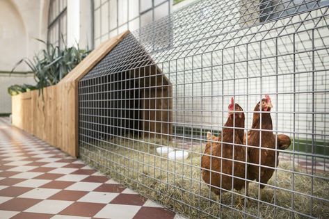 Photo 23 of 29 in 10 Modern Chicken Coops That Rule the Roost - Dwell Reban Ayam, Chicken Tunnels, Chicken Coop Garden, Landscaping Florida, Florida Landscaping, Backyard Chicken Coop Plans, Landscaping Simple, Coop Design, Chicken Cages