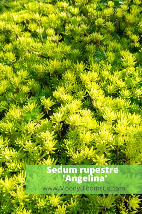 Sedum Rupestre Angelina, Sedum Angelina, Sedum Varieties, Sedum Ground Cover, Ground Plants, Succulent Names, Low Water Landscaping, Water Wise Landscaping, Tortoise Enclosure