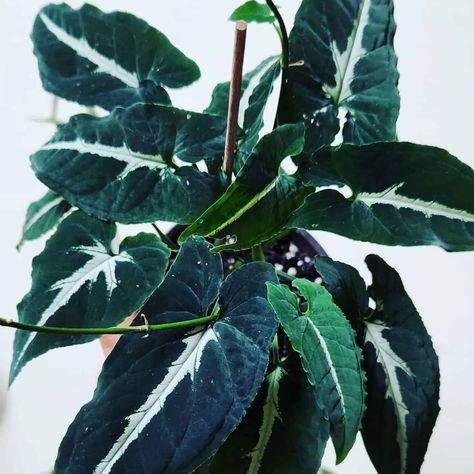 Syngonium Wendlandii Care, Wendlandii Syngonium, Syngonium Rayii, Syngonium Care, Syngonium Varieties, Syngonium Wendlandii, Wishlist Plants, Arrowhead Plant, Plant Goals