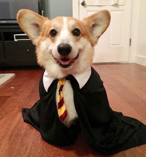 *Dressed for Halloween from Simba the Corgi (@simbacorg) • Instagram 🐕 Pup Academy, Harry Potter Dog, Happy 40th, Happy 40th Birthday, Adorable Pets, Dog Dog, Dog Memes, 40th Birthday, Dog Pictures