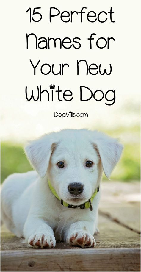 Looking for some cute white dog names for your new puppy? Check out these 15 fun monikers! Which one is your favorite? Cute White Dogs, Dog Advice, Training Dogs, Puppy Names, Dog Care Tips, Rescue Dog, White Dog, Dog Obedience, Dog Training Obedience