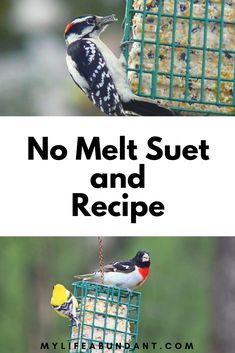 No Melt Suet, Suet Recipe, Backyard Birds Watching, Backyard Birds Sanctuary, Backyard Birds Feeders, Suet Bird Feeder, Bird Suet, Suet Cakes, Bird Seed Ornaments