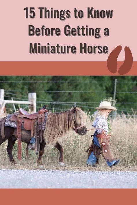 Miniature horses might seem like they'd be easier to care for than a regular horse, but are they? Horses Cute, Horse Facts, Miniature Horses, Miniature Horse, Horse Care, Things To Know, Miniatures, Horses, Animals