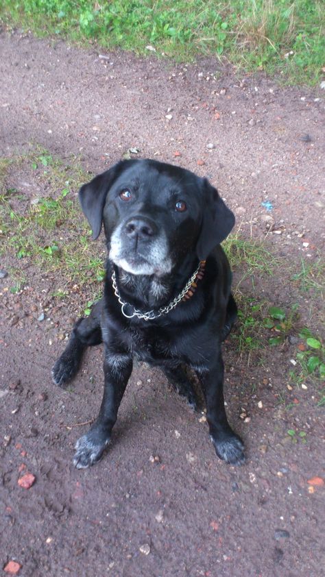 old black Labrador Retriever old lady Black Labrador Retriever, Old Lady, Black Labrador, Labrador Retriever, Labrador, Lab, Cute Animals, Dogs, Animals