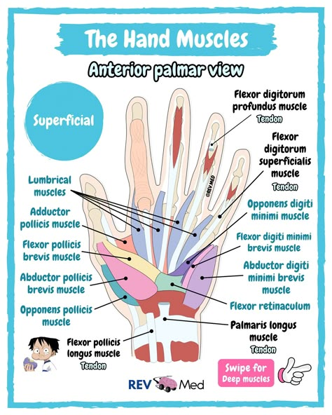 Which cartoon or anime should we do next? Comment it below! And be sure to read the Hand Muscles notes here ⤵️   Today Luffy is the professor, tomorrow it’ll be someone else… to keep up just follow 👉🏼 @rev.med   ✅ Overview      Today: Intrinsic muscles, which means they are located within the hand, and responsible for fine motor functions of the hand.      See if you want to really memorize and know them.. then follow this method:  1️⃣ Thenar (thumb) muscles   2️⃣ Hypothenar (pinky) muscles ... Muscles Notes, Upper Limb Anatomy, Ulnar Nerve, Hand Muscles, Median Nerve, Medical Stickers, Nursing School Essential, Gross Anatomy, Anatomy Lessons