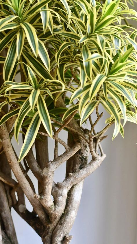 Dracena Reflexa, Song Of India Plant, Dracena Plant, Dracaena Reflexa, Dracaena Plant, Plant Varieties, Root System, Drought Tolerant Plants, Ornamental Plants