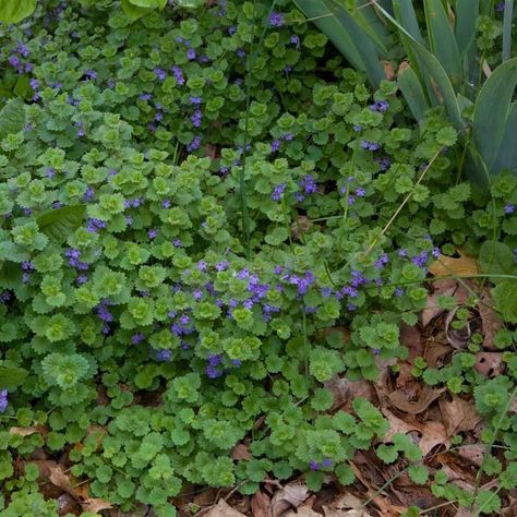 How To Get Rid of Creeping Charlie (DIY) | The Family Handyman Glechoma Hederacea, Creeping Charlie, Ground Ivy, Fall Gardening, Weeds In Lawn, Creeping Jenny, Healthy Lawn, Invasive Plants, Lawn And Landscape