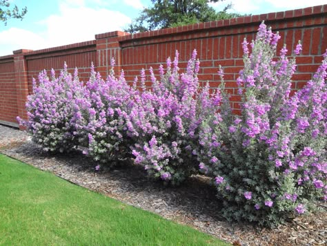 Our gorgeous Texas Sage ~ just took a little rain to get them blooming! Texas Sage Landscape Front Yards, Texas Sage Landscape, Sage Landscaping, Texas Shrubs, Zero Scaping, Xeriscaping Ideas, Full Sun Landscaping, Texas Sage, Texas Landscaping