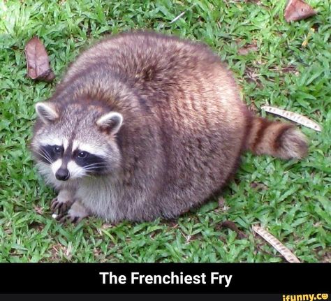 Fat Raccoon, Fat Animals, Pet Raccoon, Cute Raccoon, Raccoon Funny, Funny Life, Trash Panda, Silly Animals, Racoon