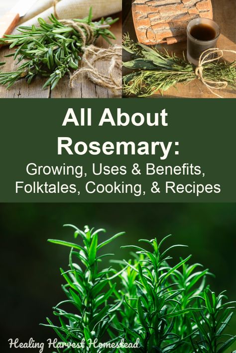 Herbal Actions, Rosemary Recipes, Rosemary Herb, Growing Rosemary, Calendula Benefits, Rosemary Plant, نباتات منزلية, Coconut Health Benefits, Benefits Of Coconut Oil