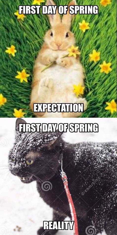 Spring expectation meme Spring Meme Funny, Happy Spring Day Funny, Spring Memes Humor, Spring Humor, Spring Meme, Happy Spring Day, Sweet Memes, Spring Funny, Snoopy Pictures