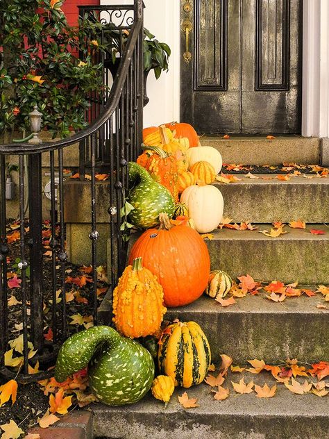 5 Front Porch Decor Ideas to Inspire You For Fall. Halloween decorations for the front porch and patio, Thanksgiving decor inspiration, fantasy pumpkins, white pumpkins, mums and white pumpkins, DIY fall decor Fantasy Pumpkins, Easter Front Porch Decor, Easter Front Porch, Corn Husk Wreath, Flower Arranging Tutorial, Leather Desk Organizer, Pumpkins Diy, Summer Front Porch Decor, Types Of Pumpkins