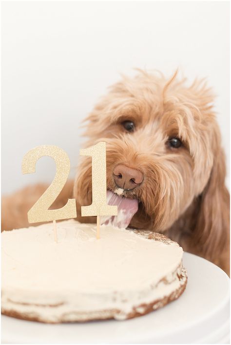 A dog 21st birthday party! Dog 21st Birthday, Dog Third Birthday, Dog 21st Birthday Party, Dog Birthday Photoshoot, Dog Birthday Pictures, Birthday Party Dog, 21st Birthday Ideas, Happy 20th Birthday, Happy Birthday Dog