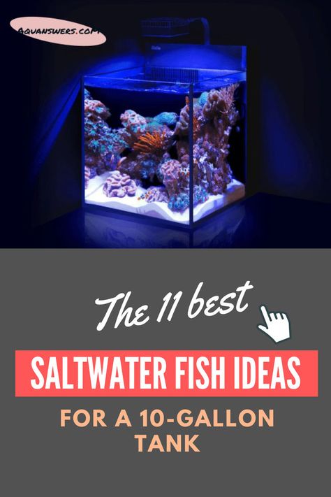 saltwater fish Small Saltwater Tank, Salt Water Fish Tank, 20 Gallon Fish Tank, Salt Water Aquarium, Reef Tank Aquascaping, Goby Fish, Nano Reef Tank, Saltwater Aquarium Fish, Easy Hobbies