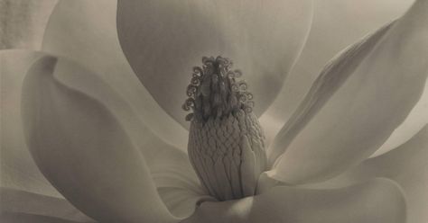 Imogen Cunningham, Magnolia Blossom, 1925 Most Famous Photographers, Imogen Cunningham, Edward Weston, Blog Art, Magnolia Blossom, Gelatin Silver Print, Notre Dame University, History Of Photography, Famous Photographers