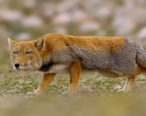 Tibetan Fox, Rare Species, Wild Dogs, Zoology, Weird Animals, Red Fox, Animals Of The World, Popular Culture, Tibet