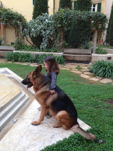 Shepard Dog, Therapy Dog Training, German Sheperd Dogs, Adorable Baby Animals, Service Dog Training, Fluffy Kittens, Dogs And Kids, Therapy Dogs, Shepherd Dogs