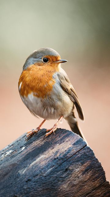 Robin In Snow, English Robin, Robin Painting, Special Tattoo, Robin Photos, Beautiful Christmas Scenes, European Robin, Frosty Morning, Special Tattoos