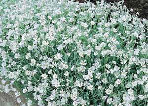 Groundcover - cerastium tomentosum; snow-in-summer Ground Cover Seeds, Silver Carpet, Perennial Ground Cover, Drought Tolerant Perennials, Indoor Flowering Plants, Snow In Summer, Summer Living, Moon Garden, Small White Flowers