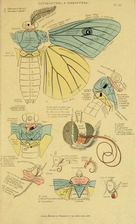 Insect Anatomy, Insect Wings, Science Illustration, Insect Art, A Frog, Scientific Illustration, Bugs And Insects, Zoology, Alam Yang Indah