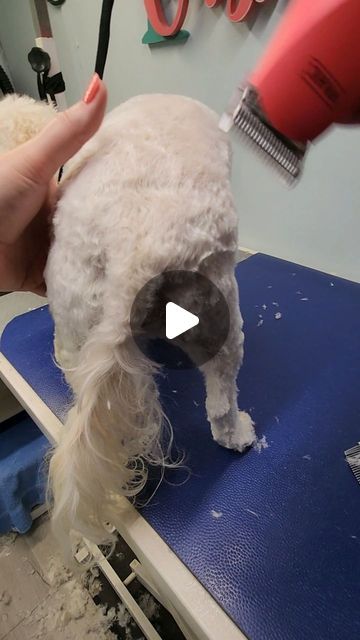 Kristin Davis | Certified Dog Groomer on Instagram: "Would you try this?
Personally I really like it on tails that always just have fuzz or scruffy hair at the base 😍. I get a lot of client requests as well for ease of maintenance and of course to help keep the bum clean!

⭐️ I recommend using the same blade length you used on the body down the tails base so that it blends seamlessly

#doggrooming #doghaircut" Matted Dog Hair, Scruffy Hair, Scruffy Dogs, Dog Haircuts, Kristin Davis, Dog Groomer, Dog Cuts, Dog Hair, Dog Grooming