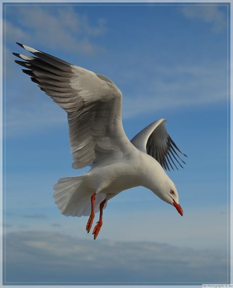 you ll be flying author baldock ann Seagull Tattoo, Jonathan Livingston Seagull, Kunst Inspo, Seagulls Flying, Coastal Birds, Photo Animaliere, Manhattan Project, Shorebirds, Australian Birds