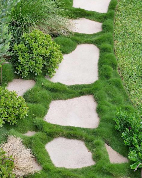 A stepping stone path in a garden with zoysia grass. the no-mow lumpy grass - zoysia. This commonly used turf grass doesn't want to grow flat - leave it unkempt and it will create an interesting design feature. you can use turf grass in good design... Explore grass alternative, and options for turf backyard features that don't tax the environment. Ecologically friendly turf backyard ideas. Zoysia Grass, No Mow Grass, Lawn Design, Landscape Maintenance, Australian Garden, Crassula Ovata, Grasses Garden, Ground Cover Plants, Native Garden