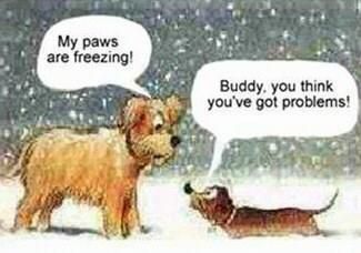 Winter Humor, Snow Humor, Funny Christmas Pictures, Dachshund Funny, Vintage Dachshund, Birthday Activities, Funny Dachshund, Weenie Dogs, Dachshund Love