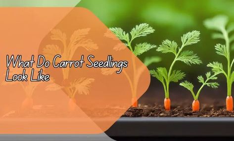 What Do Carrot Seedlings Look Like: A Visual Guide Carrot Seedlings, Crookneck Squash, How To Plant Carrots, Row Covers, Root Growth, Root System, Bountiful Harvest, Neem Oil, Harvest Time