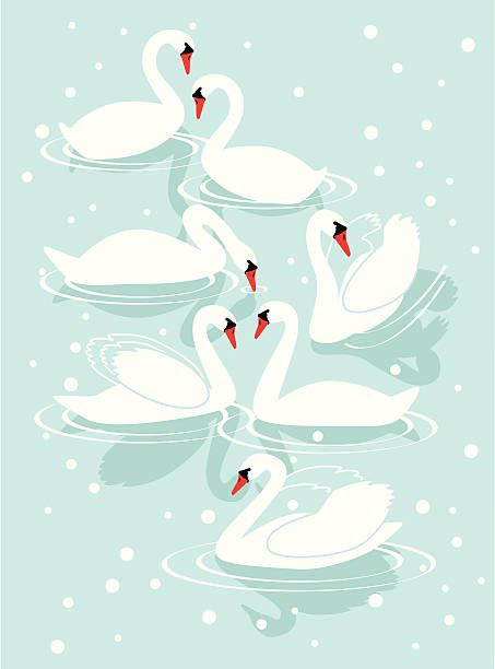 25 The Seventh Day Of Christmas Illustrations & Clip Art - iStock 7 Swans A Swimming, Christmas Swan, Swan Illustration, Seven Swans, Xmas Window, Embroidery Ornaments, Animal Ideas, Hand Drawn Vector Illustrations, Art Attack