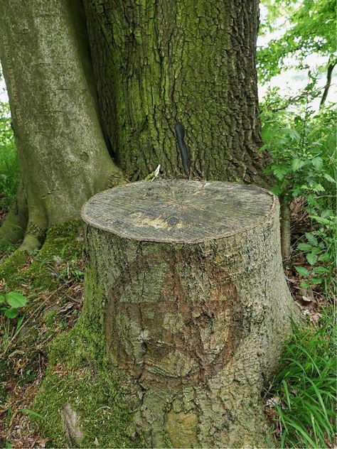 Outdoor Ritual Space, Forest Altar, Outdoor Altar, Witchy Recipes, Pagan Pentagram, Ritual Space, Pagan Life, Pagan Nature, Spiritual Beauty