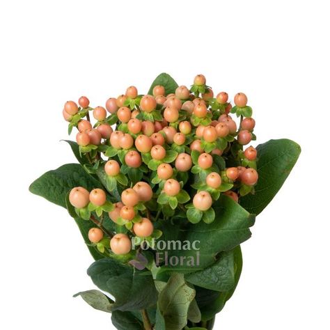 Hypericum Berries Dark Peach, 60-70cm - Potomac Floral Wholesale Peach Hypericum Berries, Peach Hypericum, Hypericum Berries, Memorial Garden, Castle Wedding, Engagement Party, Outdoor Wedding, Grapes, Wedding Flowers