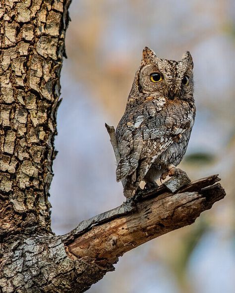 African Scops Owl (Otus senegalensis) / Petit-duc africain / Image by Mint Images from imageprofessionals.com Scops Owl, African Grass Owl, Owls In Flight, Spotted Eagle Owl, Great Horned Owl Photography, Eurasian Scops Owl, Owl Bird, South African, Birds