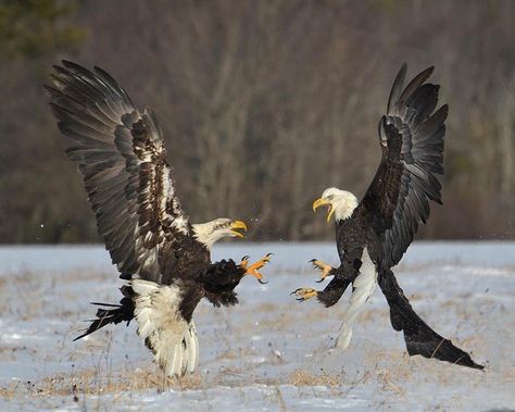 These Eagles Are Settling a Sc is listed (or ranked) 7 on the list 37 Wonderful Pictures of Animals in Action Animals In Action, Wild Animals List, Animal Movement, Wild Animals Photography, Animal Action, Wild Animals Pictures, Action Photography, Bald Eagles, Wild Creatures