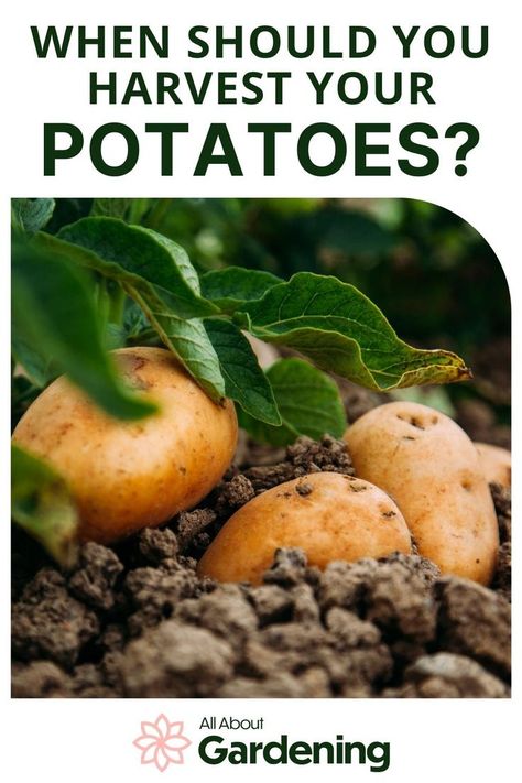 If you've planted potatoes in your garden, but aren't quite sure when to harvest them or how to do it, pulling them out of the ground can be a little overwhelming. Come here how to harvest your potatoes the right way and at the right time. When To Harvest Potatoes, Harvest Potatoes, Harvesting Potatoes, Vegetable Planting Guide, Grow Potatoes, Canned Potatoes, Planting Potatoes, Growing Potatoes, New Potato