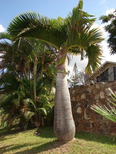 Palm Tree Care, Bottle Palm Tree, Beach Plants, Tropical Patio, Palm Trees Landscaping, Florida Landscaping, Bush Plant, Backyard Pool Landscaping, Tree Care