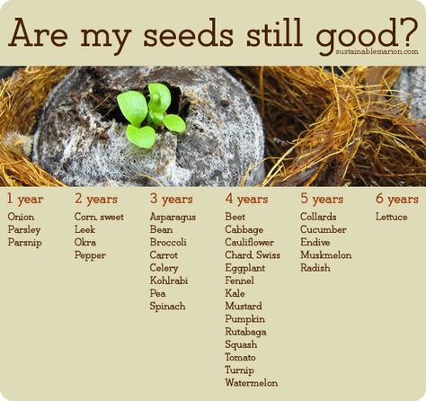 Are your seeds still good? (Even if they're old, try them. Some seeds germinate hundreds of years after expiration.) Seed Preservation, How To Store Seeds, Marion Ohio, Save Seeds, Saving Seeds, Cottage Backyard, Seed Storage, Backyard Garden Landscape, Kale And Spinach