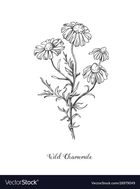 Daisy Flower Botanical Illustration, Wild Daisy Drawing, Wild Flowers Sketch, Chamomile Plant Drawing, Camomile Flower Drawing, Chamomile Flowers Drawing, Flower Blooming Drawing, Chamomile Sketch, Camomile Drawing