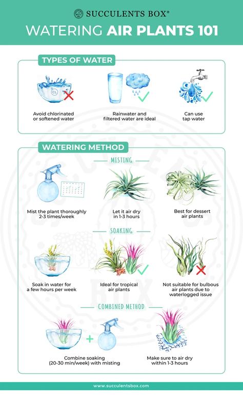 Caring For Air Plants, Types Of Air Plants, Air Plants Diy, Air Plant Garden, Tanaman Air, Plant Display Ideas, Air Plants Decor, Air Plants Care, Air Plant Display