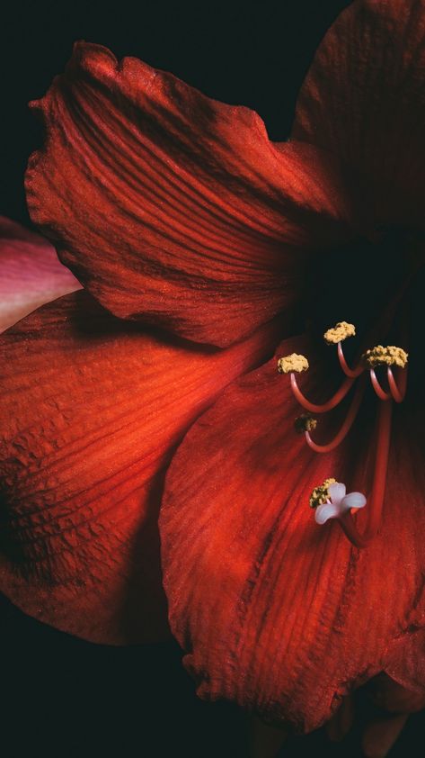 Amaryllis, flower, red, petals, close-up wallpaper Check more at https://www.backgroundscool.com/flowers/amaryllis-flower-red-petals-close-up-wallpaper/ Red Iphone Wallpaper, Red Hibiscus Flower, 2018 Wallpaper, Amaryllis Flower, Red Amaryllis, Amaryllis Flowers, Red Iphone, Flower Close Up, Red Hibiscus