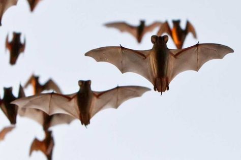 Mexican free-tailed bats Mexican Free Tailed Bat Tattoo, Mexican Freetail Bat, Mexican Free Tailed Bat, How To Attract Bats, Bats Art, Bats Tattoo, Bat Species, Bat Cave, Bat Tattoo