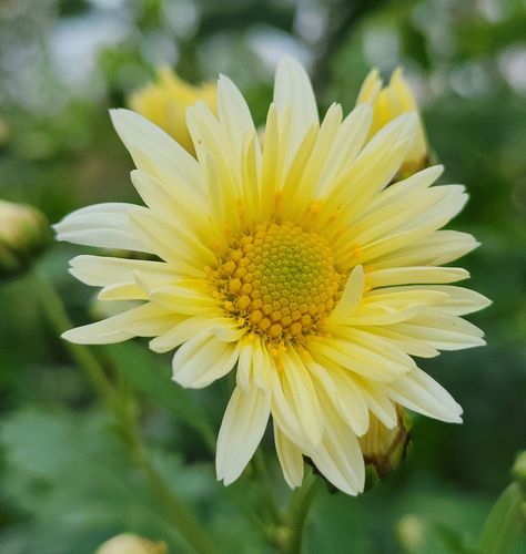 Notice: Our plants are currently dormant. Our woody plants have dropped their leaves and our herbaceous perennials have died back for the season. Your new plant can be kept dormant or you can wake them up for spring. For more information contact us at ben@bumbleroots.com Chrysanthemum morifolium. Bo-ju-hua cultivar. 1 live plant in a 4 inch pot. Package will contain planting instructions. Due to the U.S. Domestic Japanese Beetle Harmonization Plan, the State of Vermont is considered a Category 3 Chrysanthemum Morifolium, Japanese Beetle, Japanese Beetles, Floral Still Life, Chrysanthemum Flower, Chrysanthemum, Live Plants, Vermont, Garden Plants