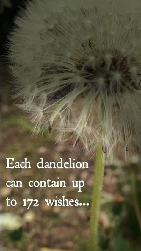 Dandelion Quotes, Garden Humor, Dragonfly Quotes, Dandelion Fluff, Field Of Dandelions, Say It With Your Chest, Encourage Quotes, Mother Nature Quotes, Blowing Dandelion