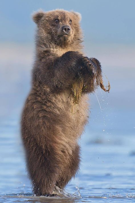 Alaskan Coastal Brown Bear (Ursus arctos gyas) / Ours brun de la péninsule de l'Alaska / Image by jeffandangiephotography (Jeff and Angie Birmingham) from instagram Alaska Images, Alaskan Brown Bear, Alaskan Wildlife, Colourful Wallpaper Iphone, Bear Cub, Bear Cubs, From Instagram, Colorful Wallpaper, Brown Bear