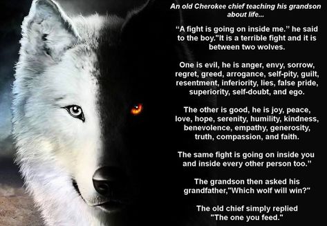 THE TALE OF TWO WOLVES, A BEAUTIFUL NATIVE AMERICAN PARABLE...   An old Cherokee chief teaching his grandson about life... Wolves Tattoo, The One You Feed, John Rambo, American Quotes, Two Wolves, Native American Quotes, Wolf Quotes, Self Pity, A Wolf