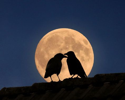 Ravens In Love, Crows In Love, Crow Pfp Aesthetic, Crow Profile Picture, Bird Profile Picture, Crow Icon, Crow Pfp, Crow Paintings, Two Crows