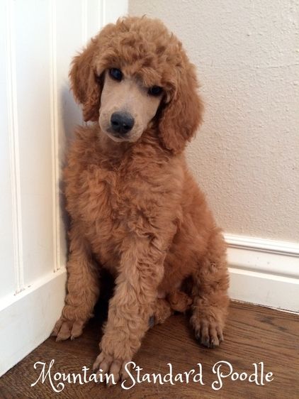 red standard poodle puppy for sale #standardpoodle Standard Poodle Cuts, Red Standard Poodle, Poodle Puppy Cut, Apricot Standard Poodle, Standard Poodle Haircuts, Standard Poodle Puppy, Standard Poodle Puppies, Brown Poodle, Poodle Hair