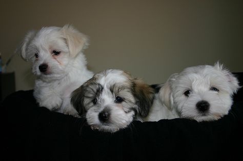 Havamalt (Maltese-Havanese Mix) Info, Care, Puppies and Pictures Havanese Maltese Mix Dogs, Havamalt Puppies, Havamalt Dog, The Breeders, Dog Breeding, Maltese Mix, Pet Pictures, Designer Dogs, Toy Dog