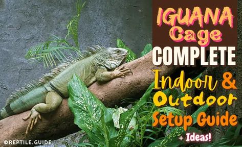 Iguana Cage: Complete Indoor & Outdoor Setup Guide + Ideas! Outdoor Iguana Enclosure, Diy Iguana Enclosure, Iguana Enclosure, Iguana Care, Baby Iguana, Iguana Cage, 20 Gallon Aquarium, Cypress Mulch, Green Iguana