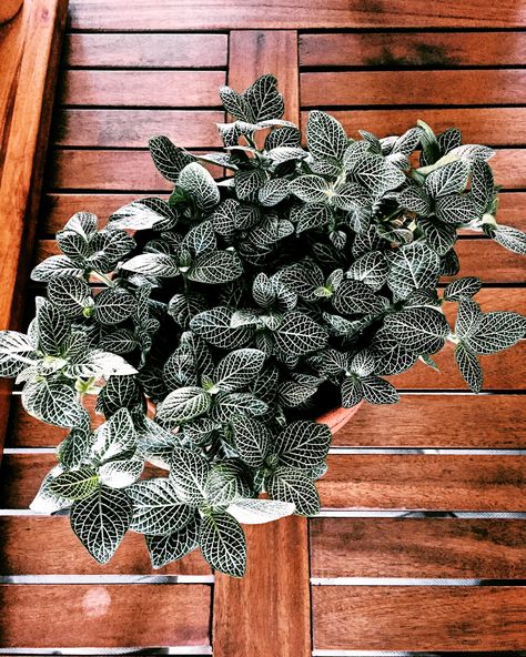 Fittonia Verschaffeltii variegata Argyroneura Peperomia Plant, Indoor Greenery, Plants Decor, Urban Jungle, Plant Decor, Indoor Plants, Champagne, Home And Garden, Plants